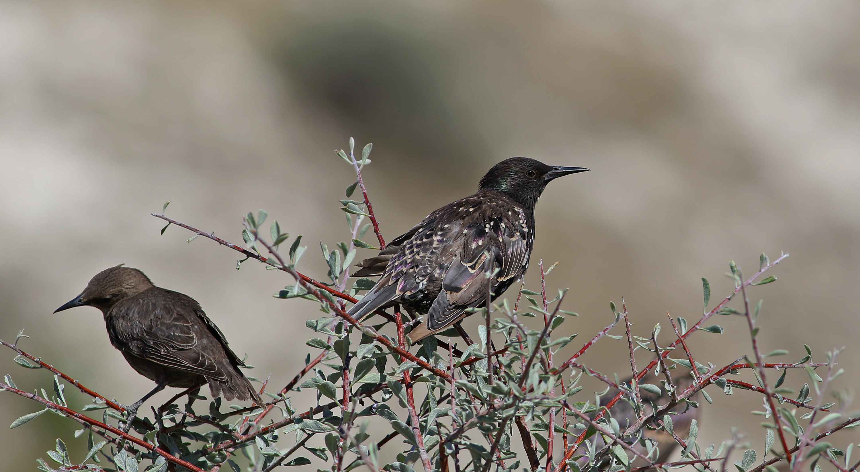 European Starling